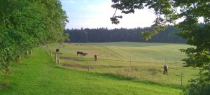 Friedlich grasende Pferde am Morgen. Immer wieder schön zu beobachten.